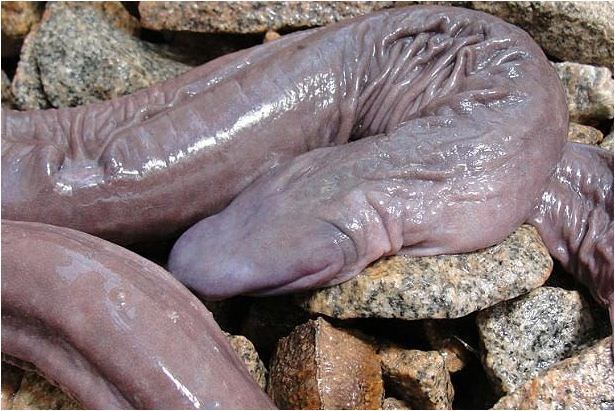 Cobra em formato de pênis é encontrada no Brasil