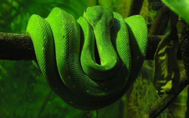 Cobra Verde