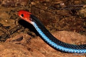 Cobra coral azul da malásia