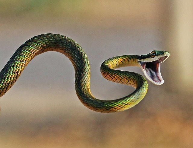 acasalamento das cobras