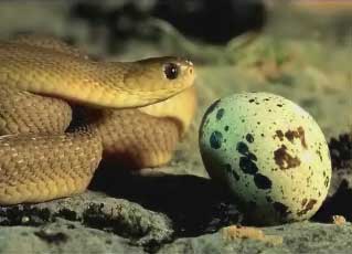 ovos de cobra
