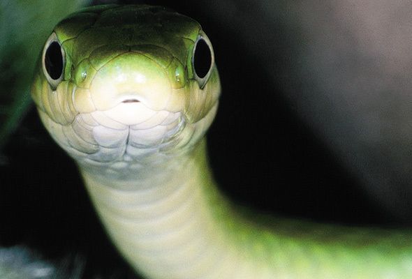Por que as cobras vivem mostrando a língua