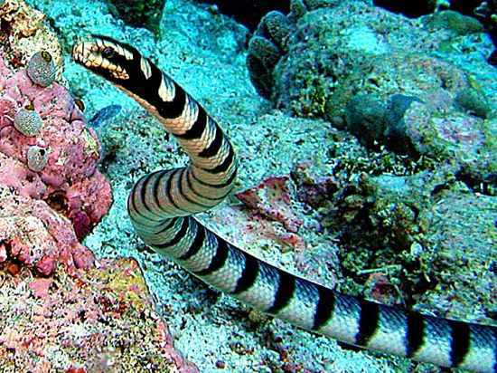 serpentes do mar