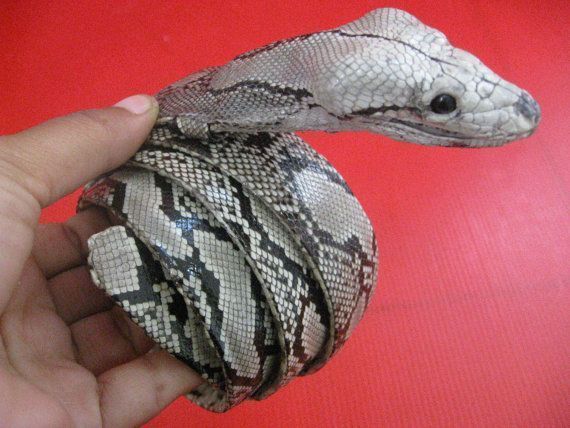 taxidermia em cobras