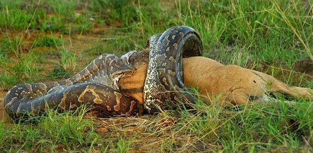 Cobra pitão africana