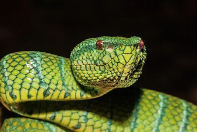 Cobra Bornean Pitviper
