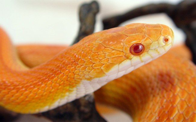 Doenças mais comuns de cobras em cativeiros