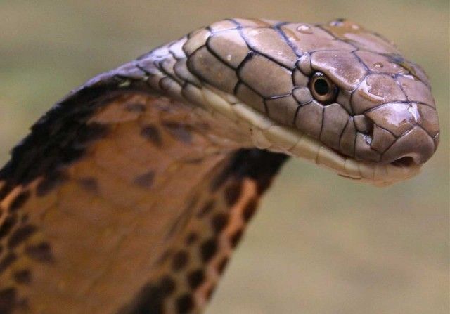 inimigos naturais das cobras