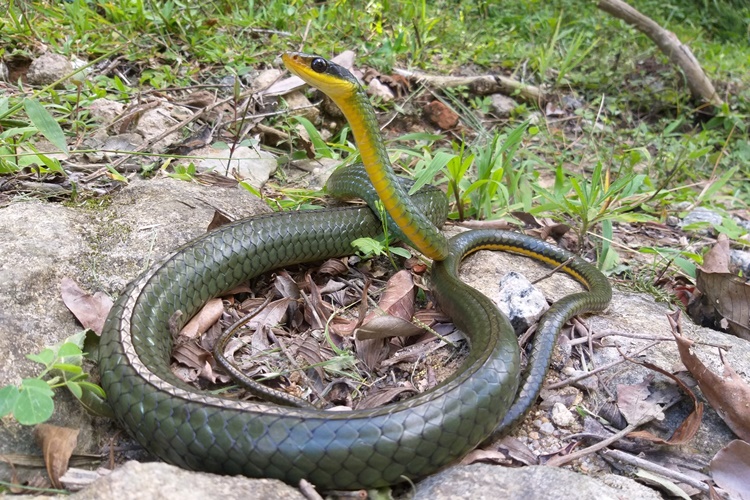 Cobra-cipó ou surucucu-facão (Chironius scurrulus)-adulta