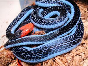 Habitat da cobra azul da Malásia. O nome científico desta bela