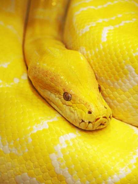 Sonhar com cobra amarela: é bom ou ruim? – Tudo sobre Cobras