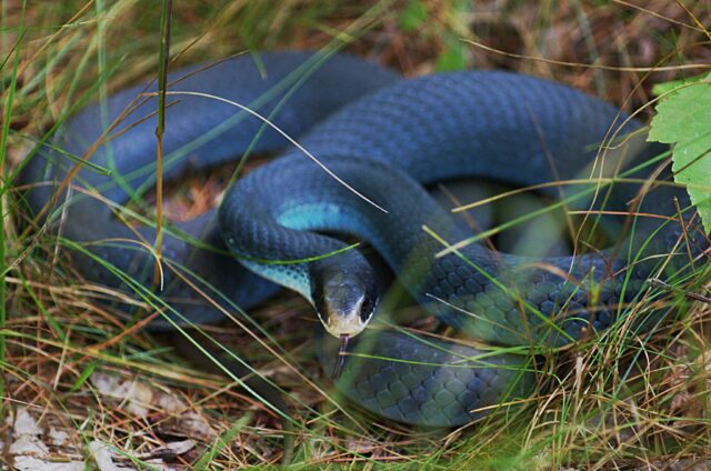 UOL on X: Cobra azul ataca cascavel nos #EUA; veja a luta http